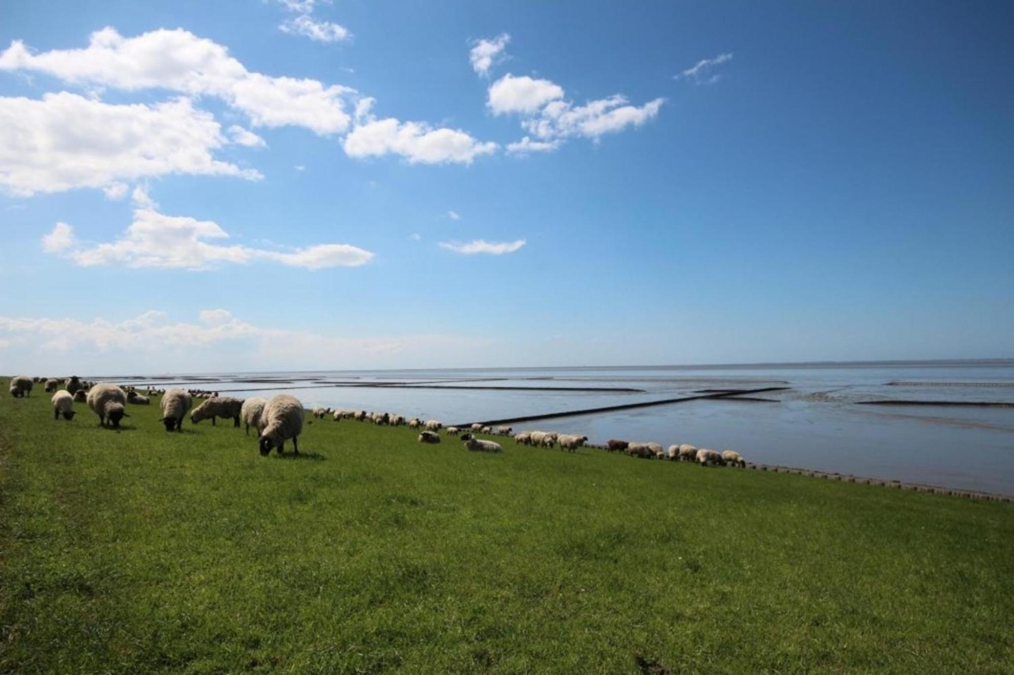 Grosse Nordseewelle Ohne Hund نوردين المظهر الخارجي الصورة